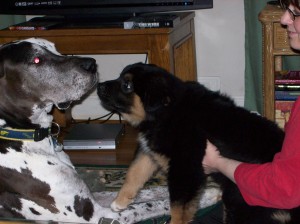 Jabba  and Yeshua when he was a puppy. 