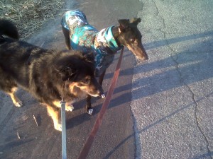 Jabba and Beyonce's first walk together in Winston-Salem, NC. 