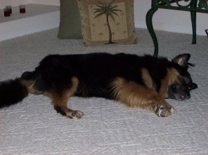 Jabba-bear asleep on the floor at his maternal grandpawrents' house in Florida. He developed temporary vitiligo as a side-effect of the chemotherapy (notice his pink lips and  nose). 
