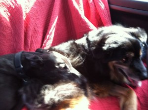 Beyonce curling up with Jabba-bear on the way back from Horizon's Dog Park