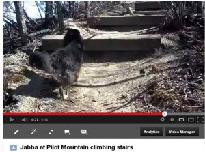 Click on this image to view a short video of Jabba climbing stairs at Pilot Mountain. 