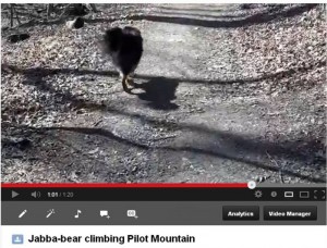 Click on the image to view a video of Jabba-bear climbing Pilot Mountain. 