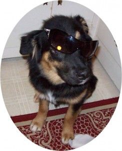 Jabba-bear rocking sunglasses. What a cool dog! This photo was taken during his rebellious phase. 