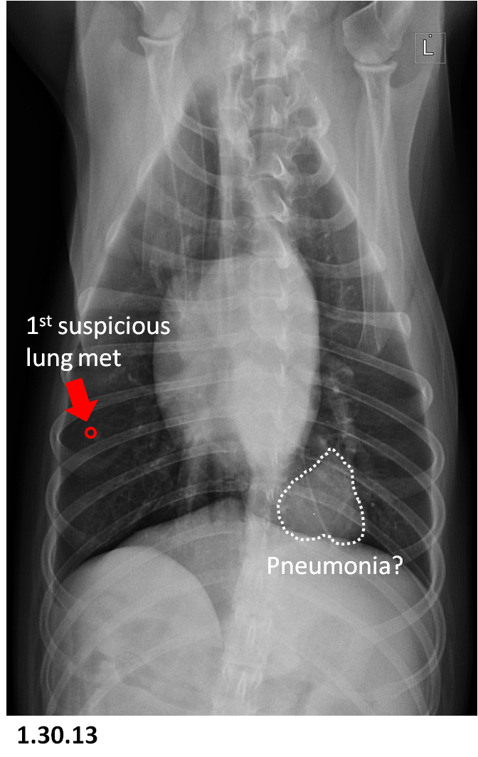 how do i know if my dog has lung cancer