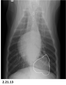 Jabba's X-ray just before surgery