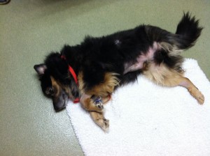 Jabba-bear at CVS during visiting hours. The small patch of  shaved skin on his side shows where the doctors attempted to do a blind biopsy of the mass in his lung (following the ultrasound). 