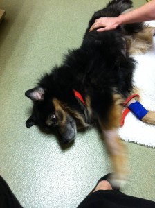 Jabba-bear loves to push on our feet as we rub his belly! This was the most energetic he had been in 3 weeks. We felt that he was showing signs of improvement. 