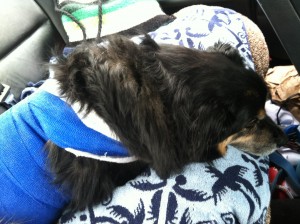 Jabba on the way home form the vet (after the lobectomy). 