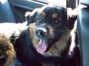 Jabba in the backseat of his dad's car. 