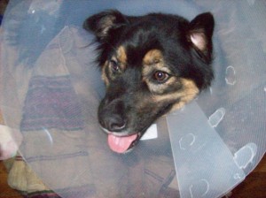 Yes-he may be wearing the "cone of shame", but have you ever seen such a ridiculously happy dog???