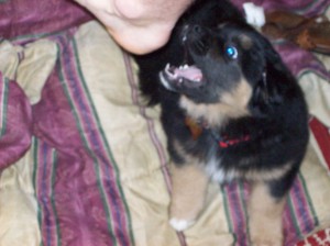 Jabba-bear liked to bite feet when he was a puppy (perhaps this was because his first "toy" was an old sandal that belonged to his mom).