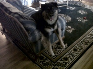 Happy Jabba-bear on his couch