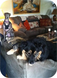 Jabba-bear and his "big" sister, Xena, looking out the window 