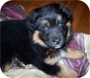 Puppy  Jabba-bear keeping his mom company as she studied for Molecular Neuroscience