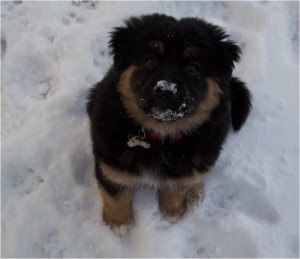 Jabba-bear playing in his first snow 