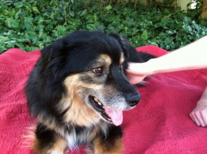 Jabba-bear at Reynolda Village-getting pet by his dad