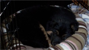 Sleeping Jabba-bear during the crate-training phase