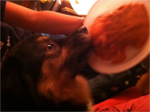 Jabba shows how much he loves neuroscience by devouring the jello brain mold his mom made for a school activity. Note: Jabba's mom was not intending to feed this to him; she was showing it to her sister and Jabba-bear jumped off the bed to chomp down on it. 