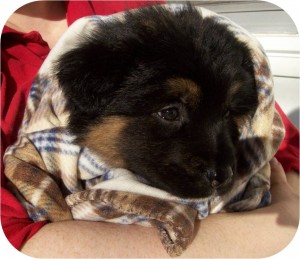 Jabba-bear on front porch after his first bath