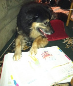 Jabba-bear takes "studying with his mom" to a whole new level! He stole the book from her to learn more about the somatosensation. 