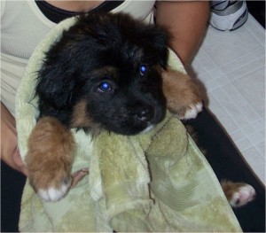 Jabba-bear's first bath in his new home