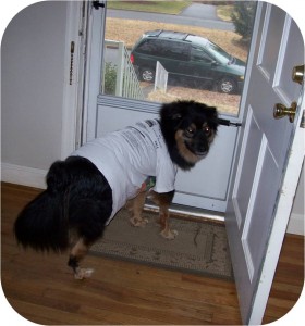 Eventually we put Jabba-bear in a T-shirt because he broke 2 "cones" (he was clumsy like his mom). in this photo, Jabba excitedly rushes to the door when he sees his maternal grandpawrents' car out front. 