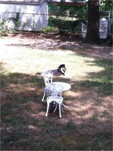 Jabba resting in a patch of sunlight in his backyard. He is finally able to enjoy the weather, after his first major haircut!