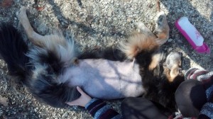 Jabba getting a belly-rub from his mom during a break from his hike. 
