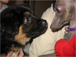 When Jabba-bear first met his older sister, Xena, the Italian Greyhound 