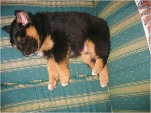 Jabba-bear sleeping peacefully on his couch (which he much preferred to the crate!)