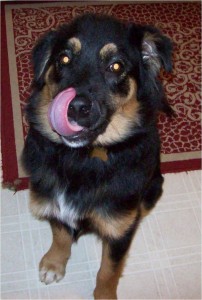 Licking his lips! Jabba-bear practicing the art of begging for more food. 