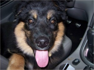 Jabba-bear demanding to drive his mom's V8 mustang convertible. He hopped into the driver's seat! 