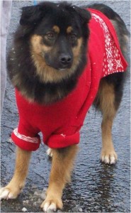 Jabba-bear sporting a gorgeous sweater that his   maternal grandma bought him for Christmas. 